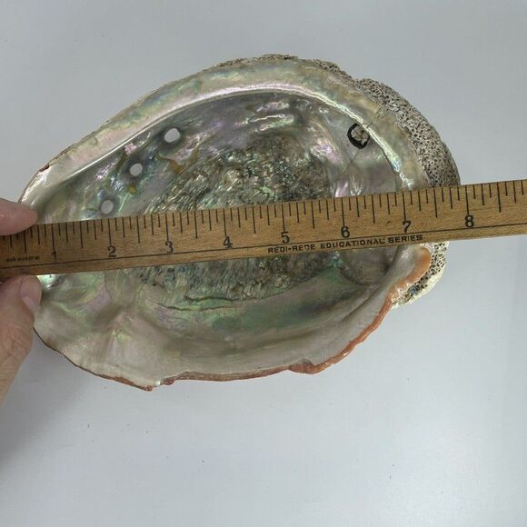 Large 8”x 6” Vintage Estate Red Abalone Shell 1lb 1oz Old Trinket Dish Display - Picture 5 of 12